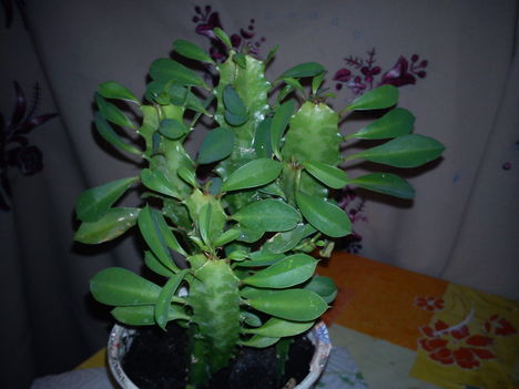 DSC00892