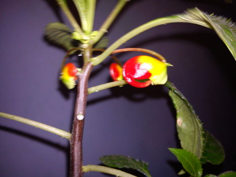 DSC00904