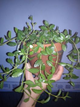 DSC00918