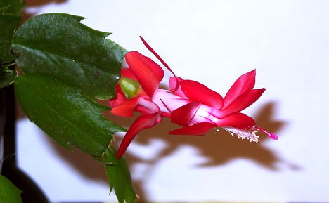 Hálaadás  kaktusz III: pink