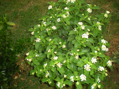 Kép 144