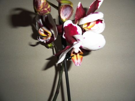 Phalaenopsis 11