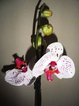 Phalaenopsis 12