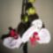 Phalaenopsis 12