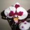 Phalaenopsis 13