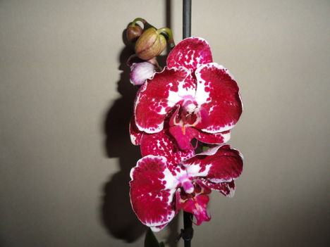 Phalaenopsis 2