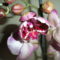 Phalaenopsis 3