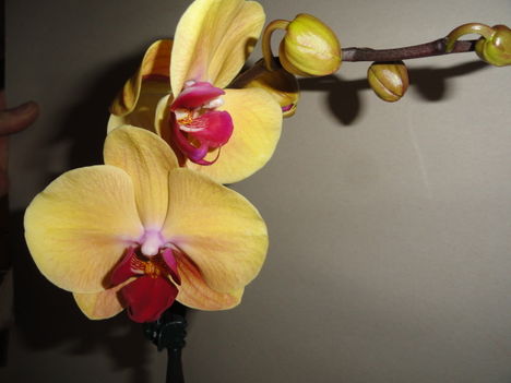 Phalaenopsis 4