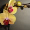 Phalaenopsis 4