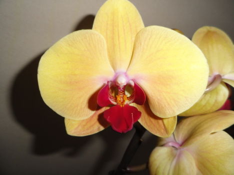 Phalaenopsis 5