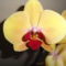 Phalaenopsis 5
