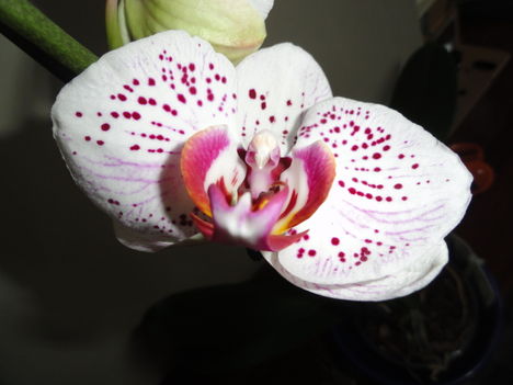 Phalaenopsis 6
