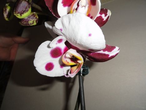 Phalaenopsis 8