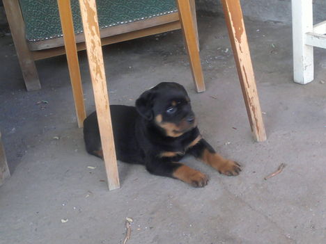 A nagy kutya
