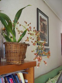 A "testvér-meglepetés oncidium"
