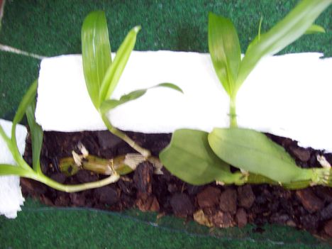 Dendro nobile keikik