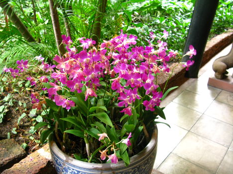 Dendrobium phalenopsis-Bangkok