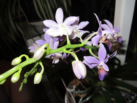 kék orchideám
