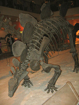 450px-Stegosaurus_01
