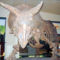 639px-Triceratops_front_view