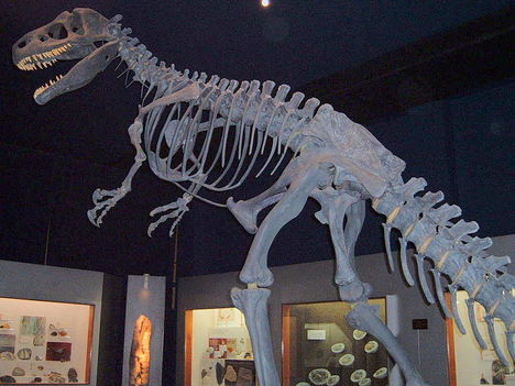 800px-Allosaurus1