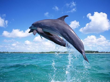 delfin_hatterkepek_2-800x600