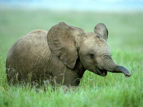 elefant_hatterkepek_10-800x600