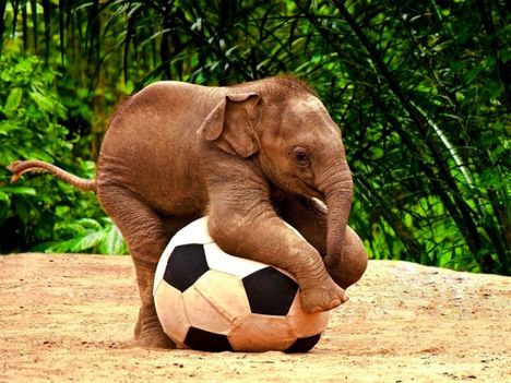 elefant_hatterkepek_1-800x600