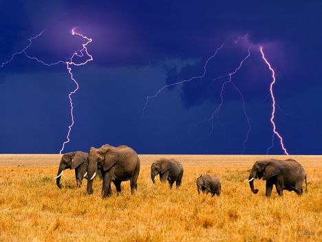 elefant_hatterkepek_20-800x600