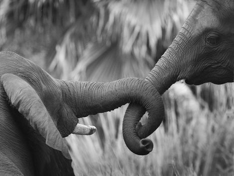 elefant_hatterkepek_28-800x600