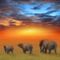 elefant_hatterkepek_32-800x600