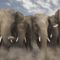 elefant_hatterkepek_34-800x600