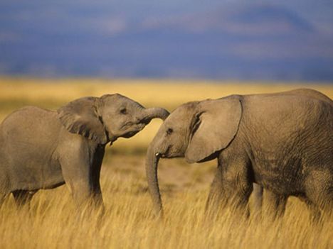 elefant_hatterkepek_3-800x600