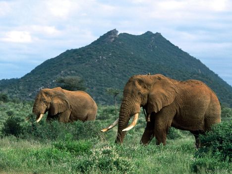 elefant_hatterkepek_5-800x600