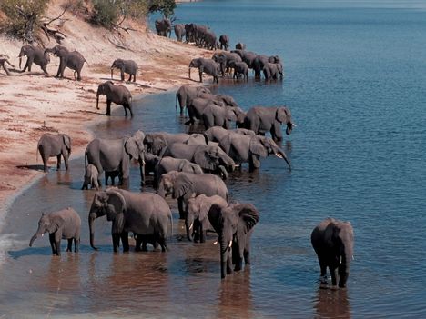 elefant_hatterkepek_9-800x600