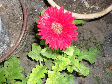 gerbera