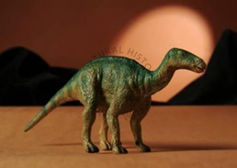 iguanodond9498