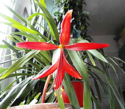 Jakabliliom 3;  Sprekelia Formosissima