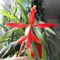 Jakabliliom 3;  Sprekelia Formosissima