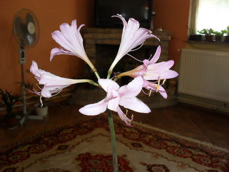 kaktusi 017