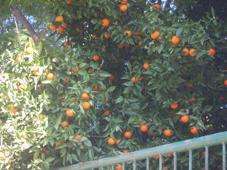 Klementina..