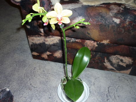 Orchidea