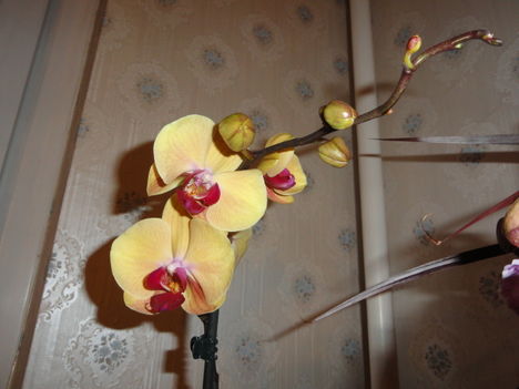Phalaenopsis 1