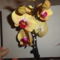Phalaenopsis 10