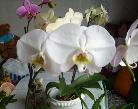 Phalaenopsis 11