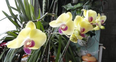 Phalaenopsis 12