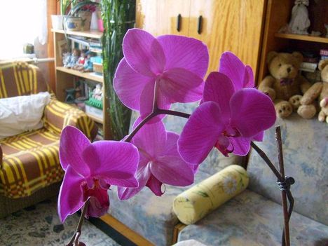 Phalaenopsis 15