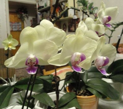 Phalaenopsis 17