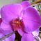 Phalaenopsis 2