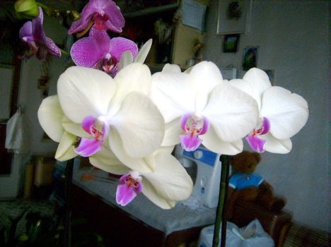 Phalaenopsis 20